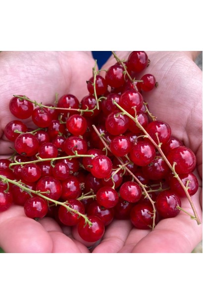 Порічка Кияночка - темно-червоні ягоди